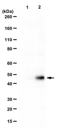 MilliporeSigma Rabbit anti-IFIT3, Polyclonal, 100&mu;L:Antibodies, Polyclonal